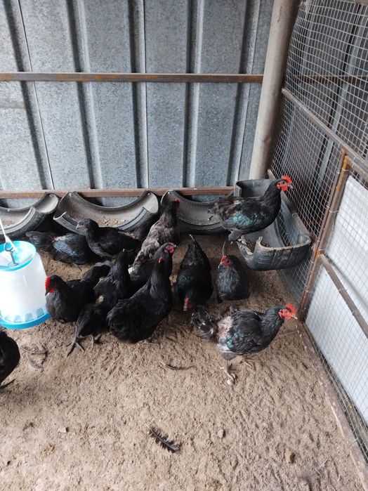 Кокошки Австралорп