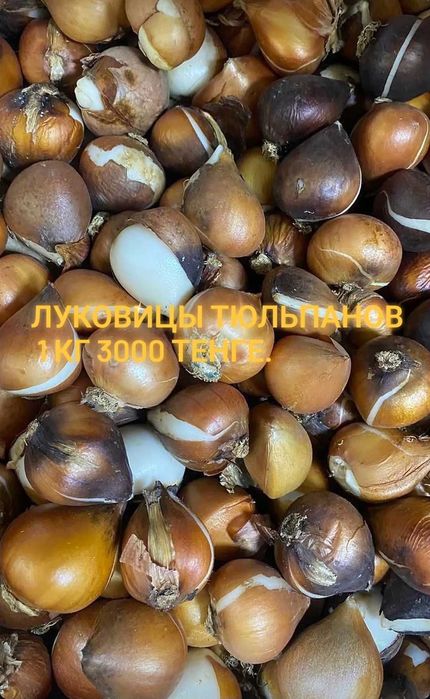 Луковицы Тюльпаны Голландия микс
