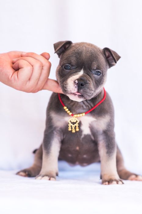 Бомба детки Американский булли