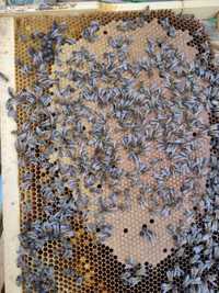 Vand 10 familii de albine 8 rame. Toti 10/ 4000 lei  sau 450/buc