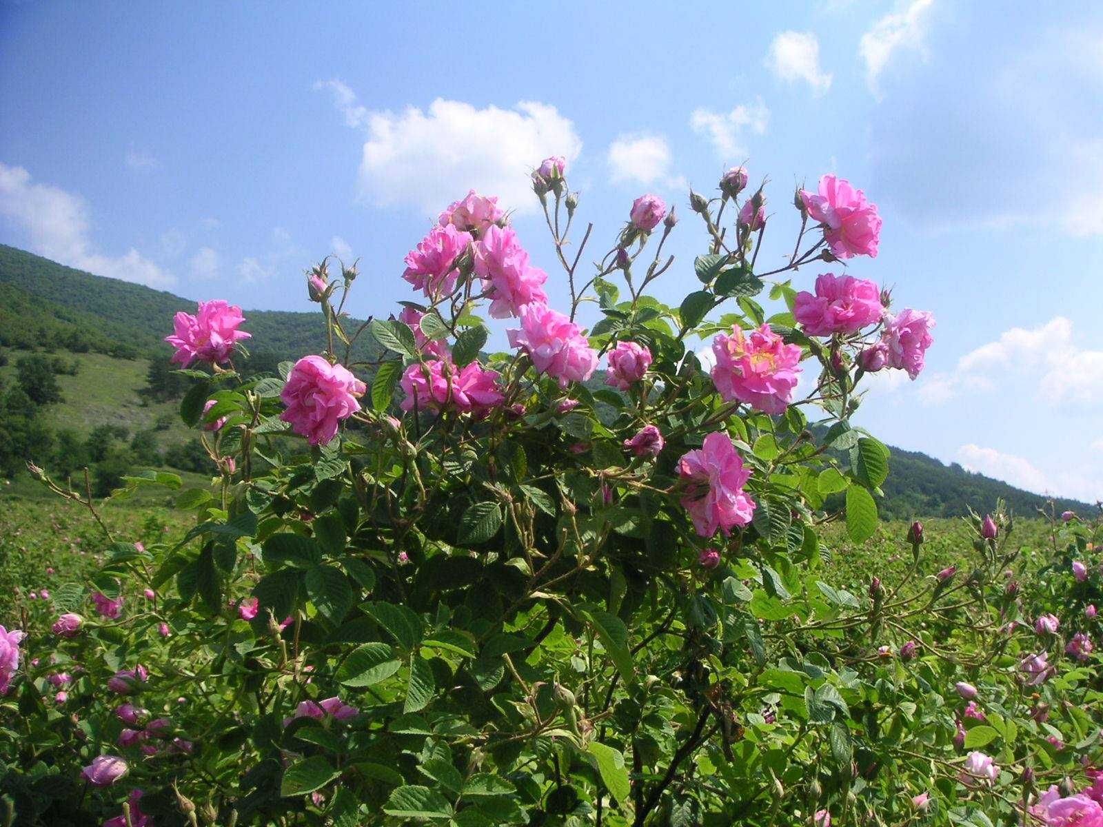 trandafiri bulgaresti pentru dulceata Roza Damascena LIVRARE GRATUITA