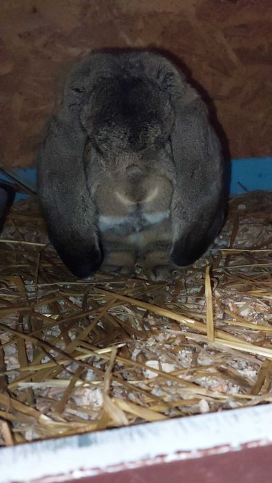 Iepuri Berbec German Mare - Livrez in tara