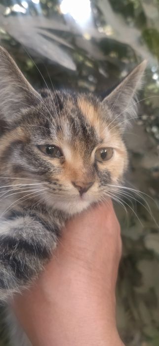 Отдам даром котят