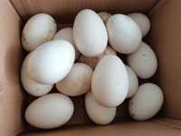 Oua gaste lesesti pentru incubat