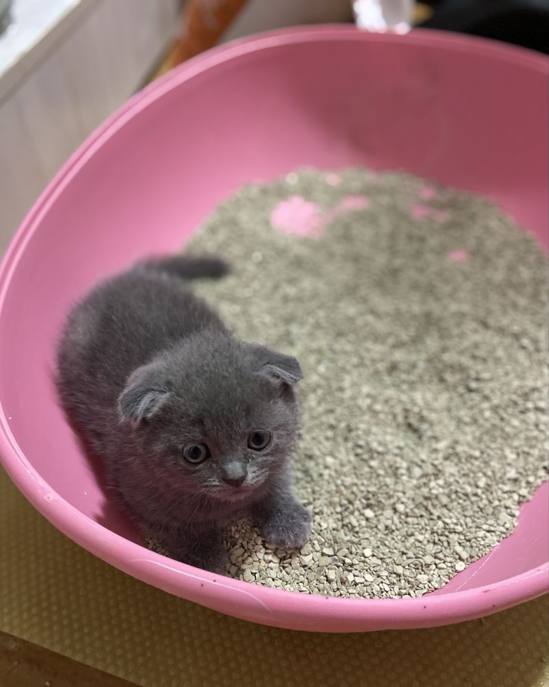 Котята от правильной вязки