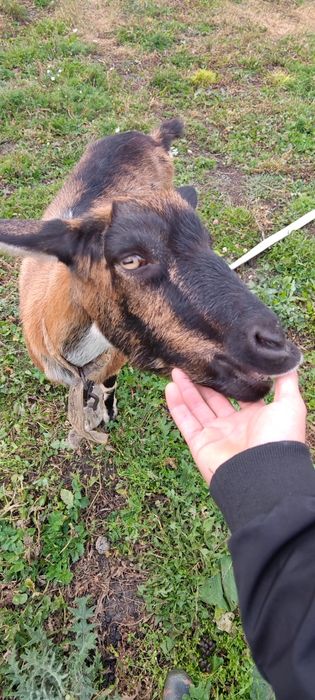 Продам дойную козу и молодую козлушку