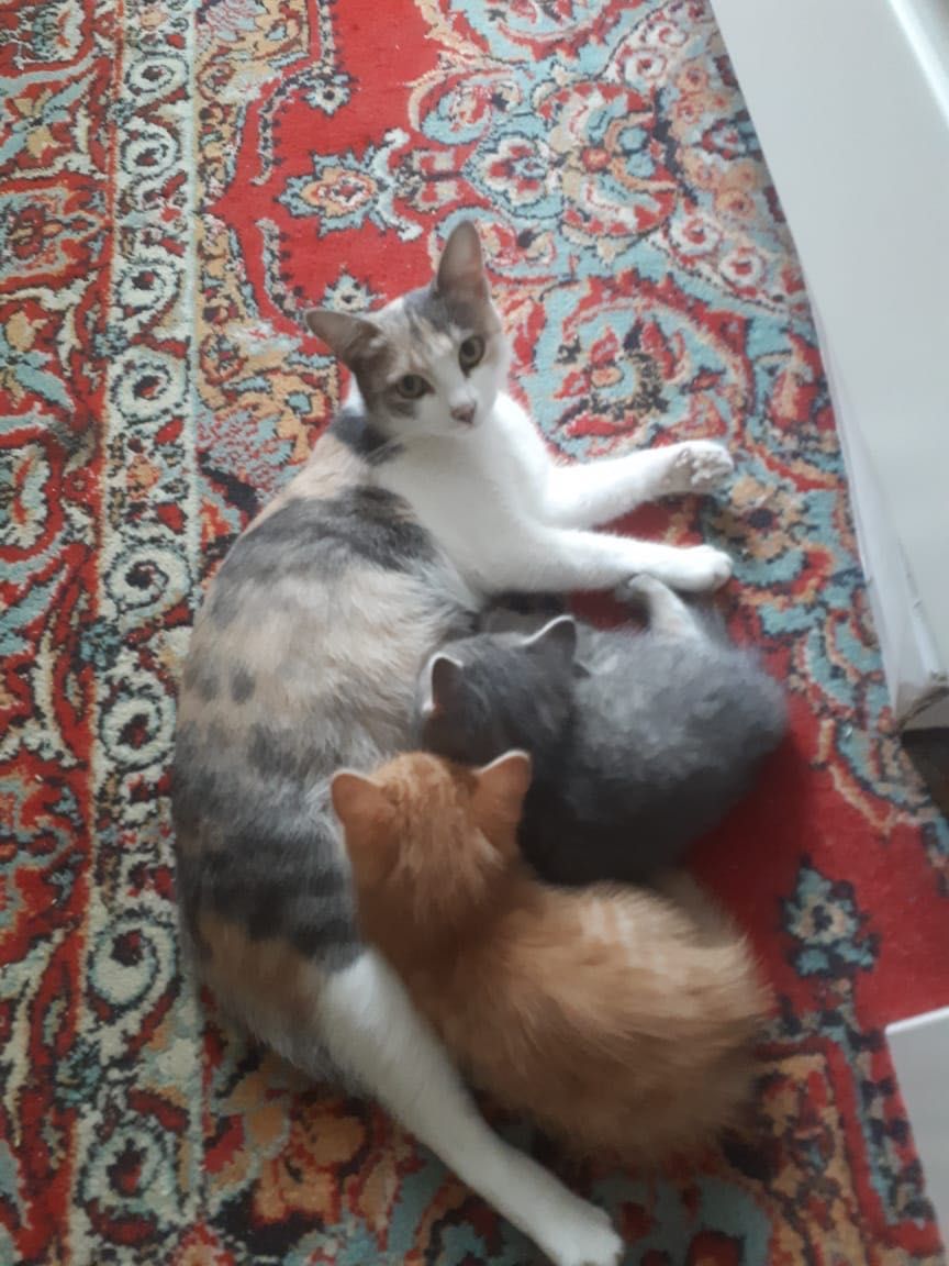 Милые котята ищут своих любящих хозяев