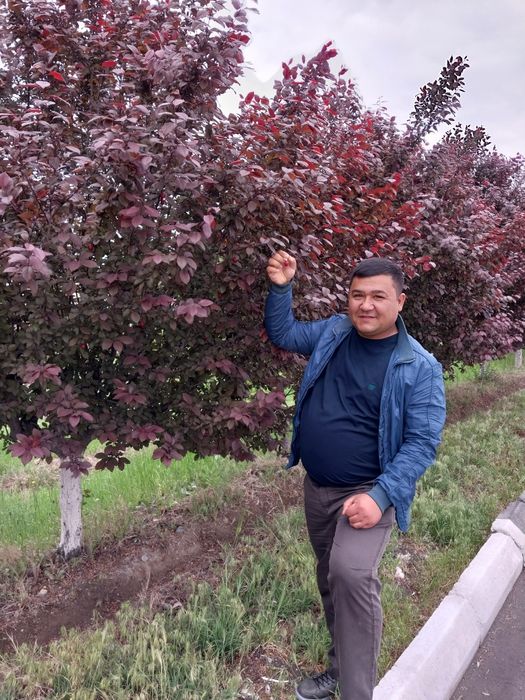 Мевали катта дарат кучатлар ишонарли сортлар сотувда