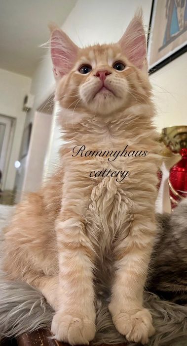 Felisa autirizata WCF, vinde pisoi cu pedigree rasa Maine coon