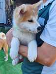 Akita Inu Japonez