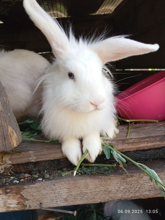 Продам декоративного кролика