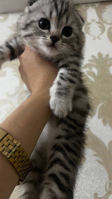 Скоттиш Фолд чистая порода