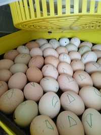 Ouă bio pt incubat sau consum