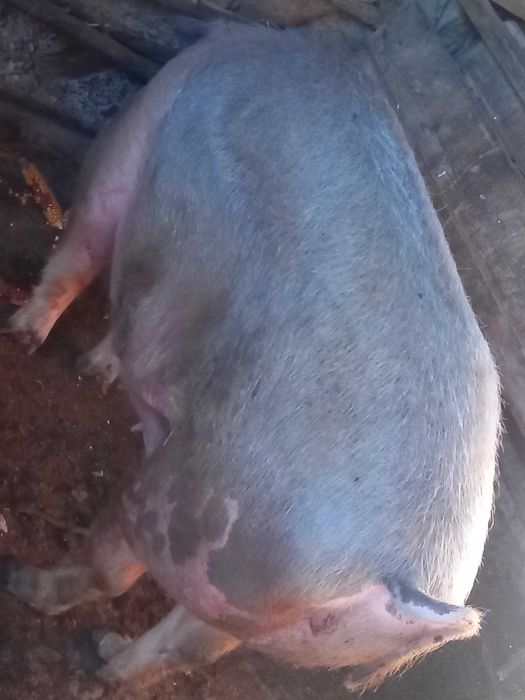 De vânzare 250-300 kg