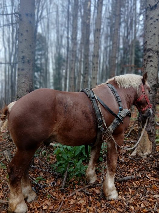 De vânzare ,2 manji în vârstă de 2.5 ani amândoi învățați la padure