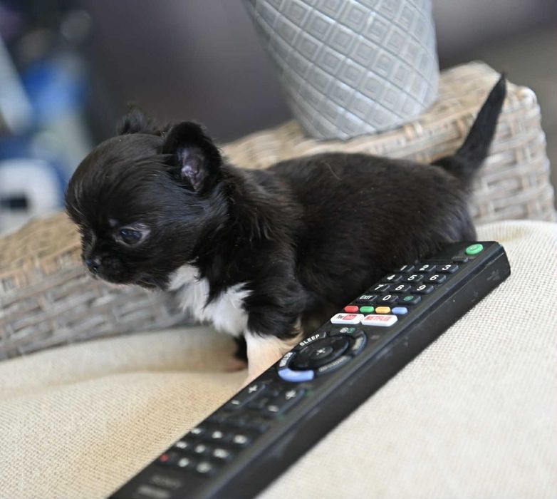 Мъжко дългокосместо мини чихуахуа