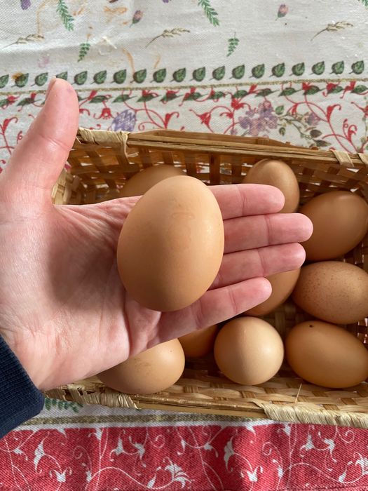 Ouă pentru incubat din rasa New Hampshire