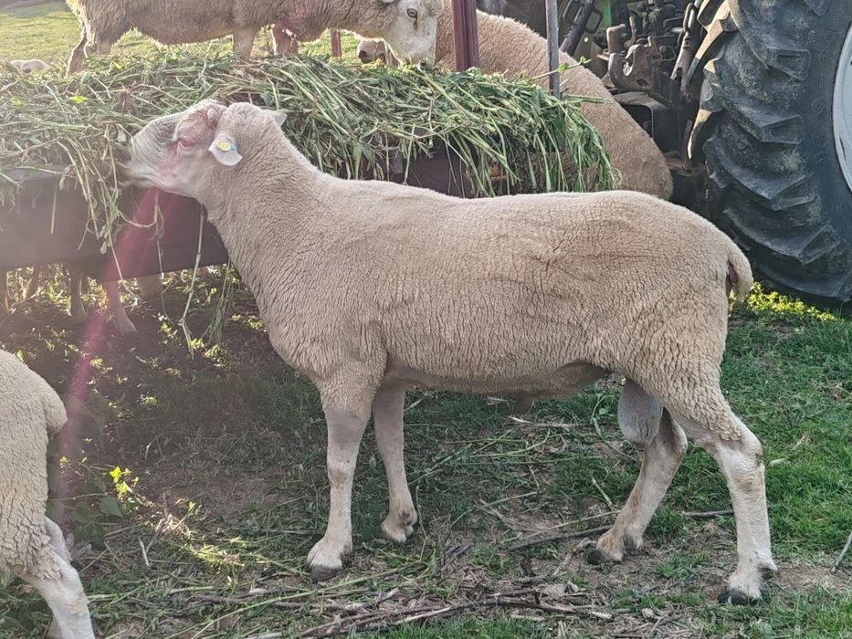 Vând berbeci rasa Texel