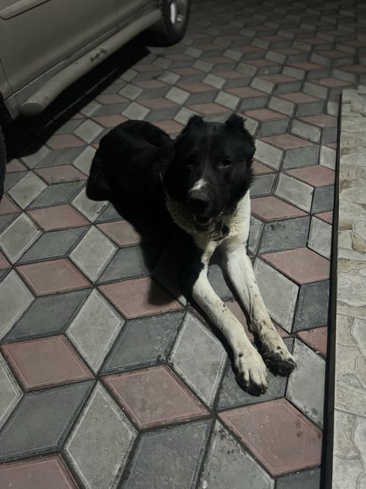 пропала собака Алабай