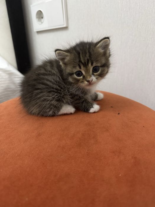 Отдам котенка в хорошие руки