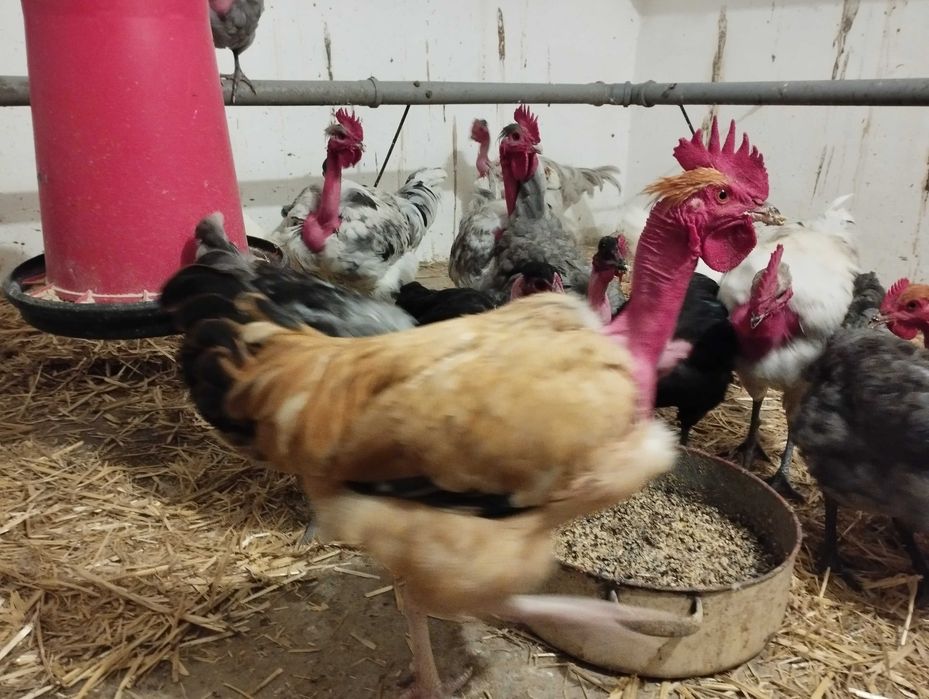Cocoși de Gât Golaș de Transilvania si Leghorn