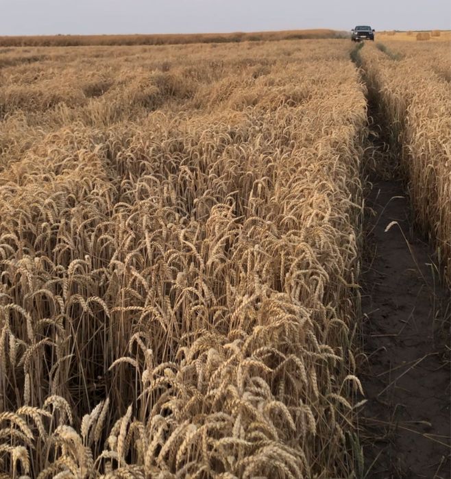 Grâu de sământă Absalon C1