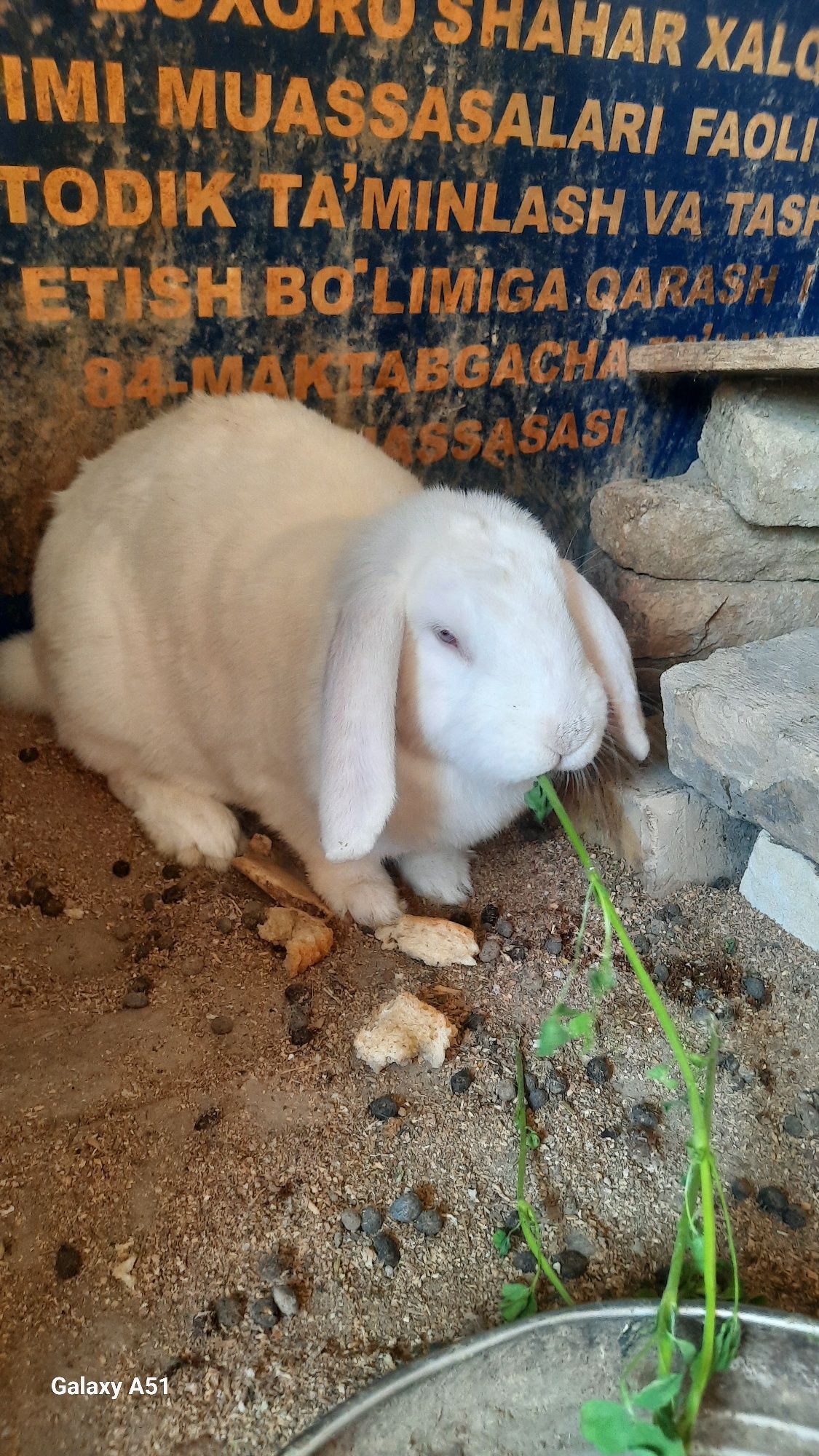 Куёнлар сотилади