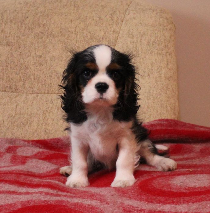 Кавалер Кинг Чарлз Шпаньол FCI