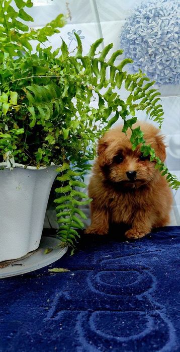 Девочка, мальтипу F1, мини.