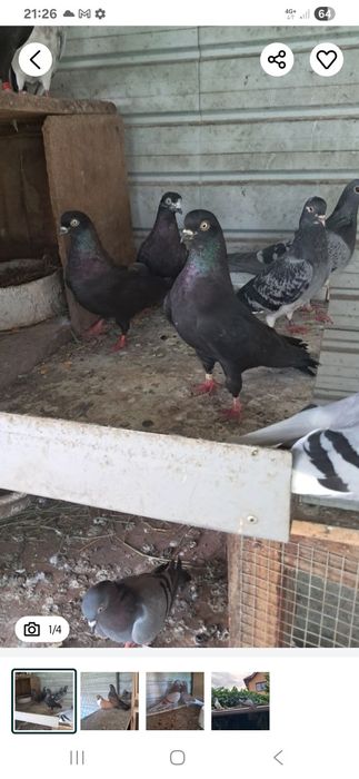 Vand porumbei tippleri