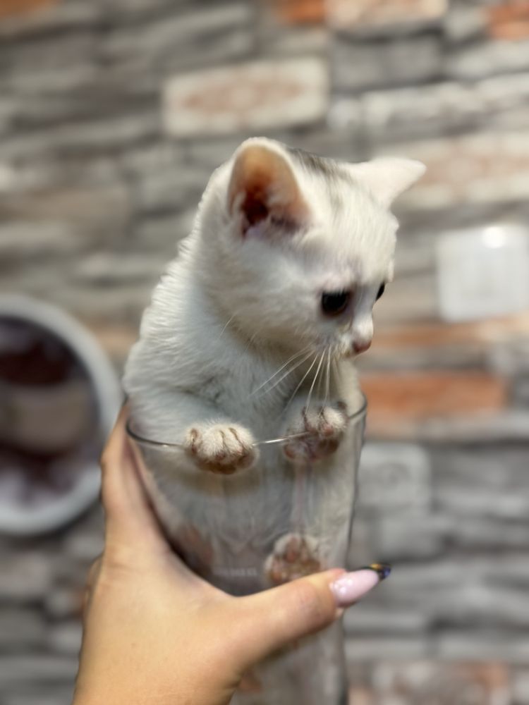 Белые котята мышеловы