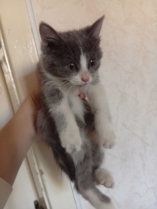 Котенок в добрые руки