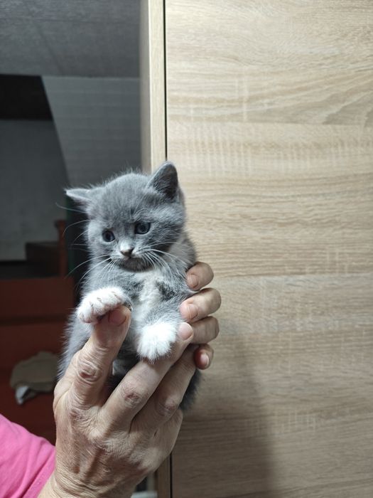 Отдам даром котят