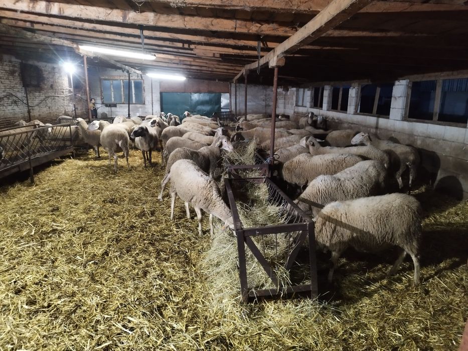 Продавам Овце 68 бр