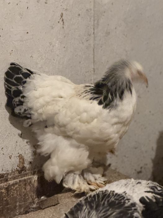 Brahma Herminat deschis