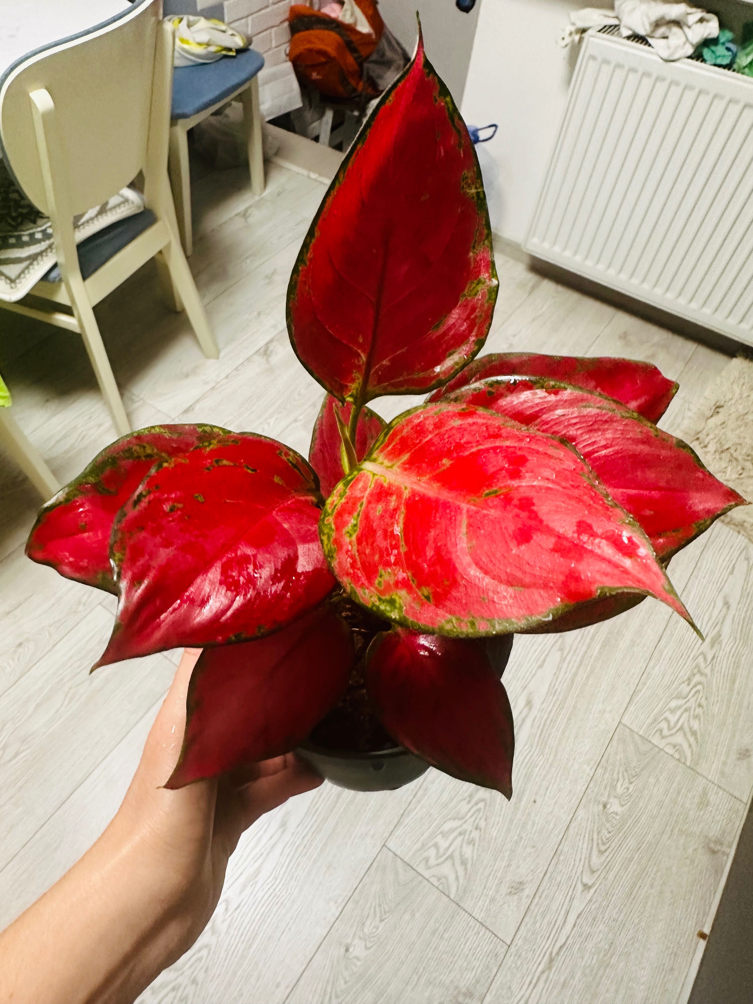 Продаю комнатные цветы для дома и офиса