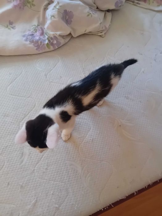 Donez cea mai draguta pisica din lume Dambovita.