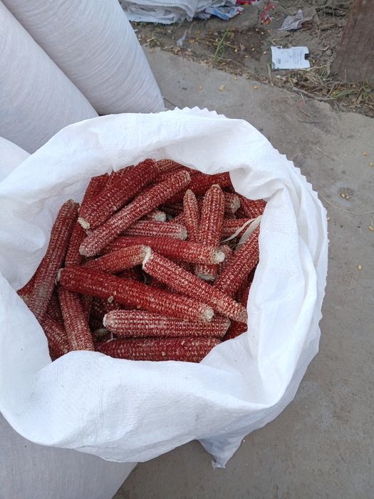 Жаксы сапалы жугерi дан