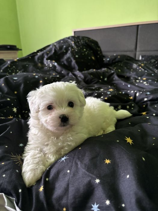Bichon maltez baiat