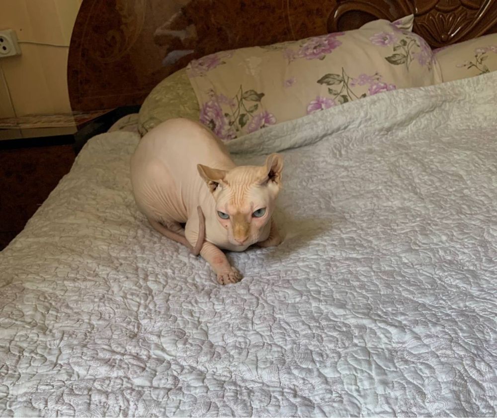 Продается котенок Эльф