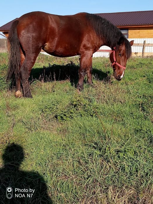 Vând mânză de 2 ani