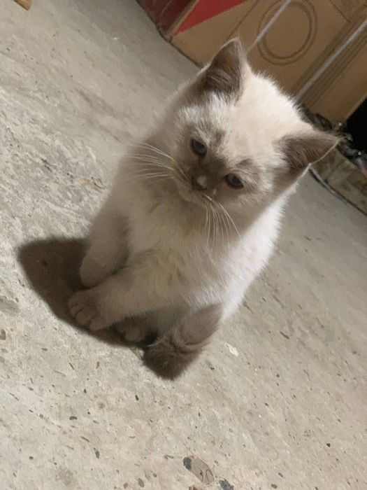 Котятя британки оба девочки