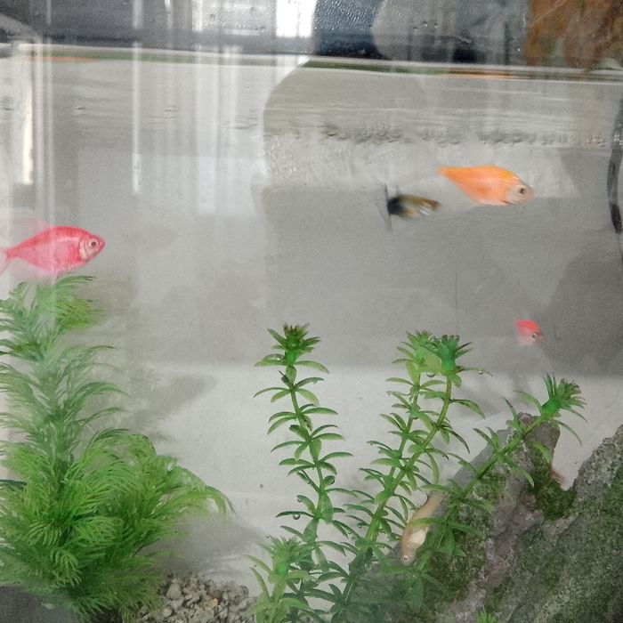 Продаю рыбок Тернеций и 1 гуппи