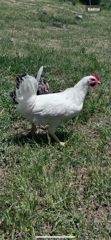Петлета Leghorn 6 месеца