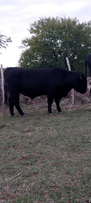 Tauras Aberden  Angus