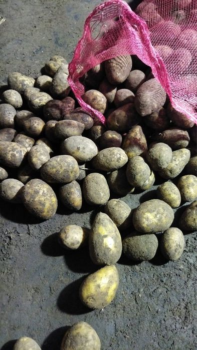 Отадам бесплавтно для скота