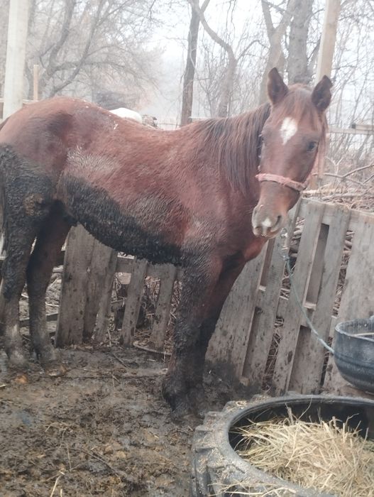 Лощадь 3года на откорме