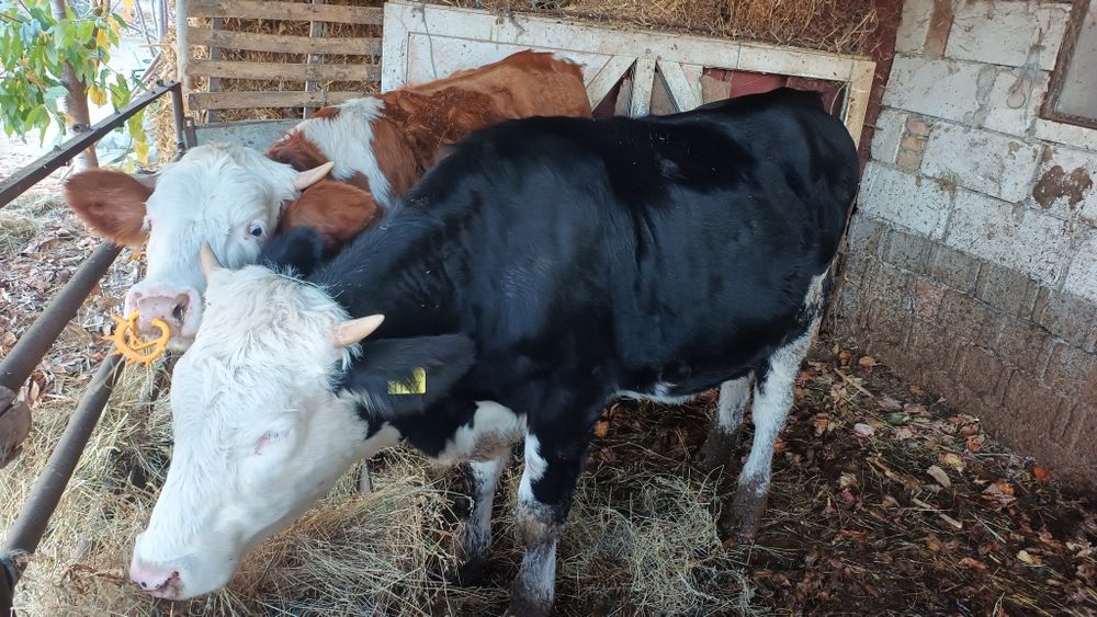 Junică de prăsilă