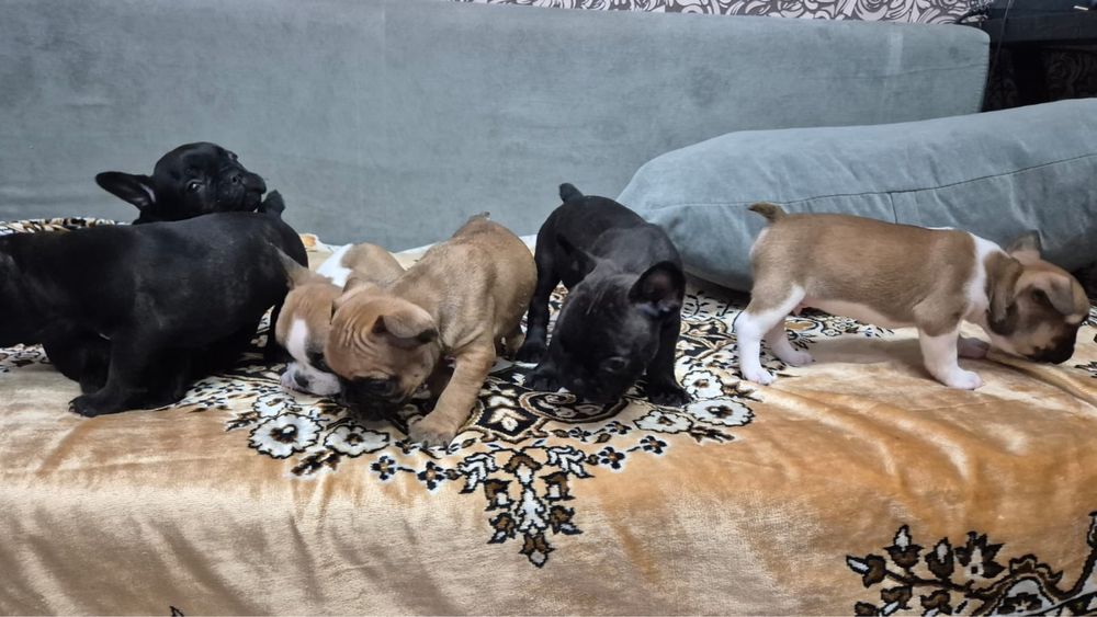 Французские бульдоги щенята