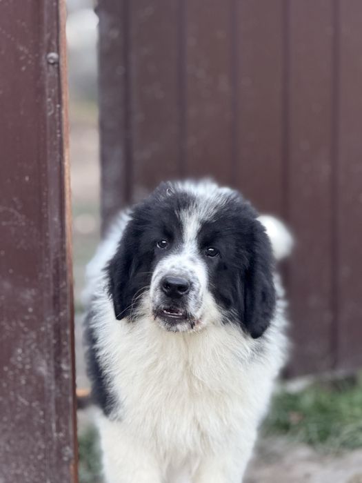 Ciobanesc de bucovina